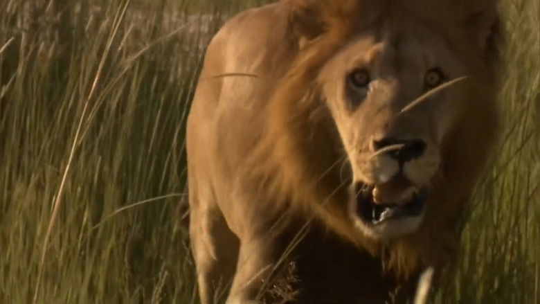 кадр из фильма Game of Lions