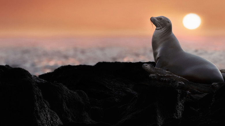 кадр из фильма Sea Lions of the Galapagos