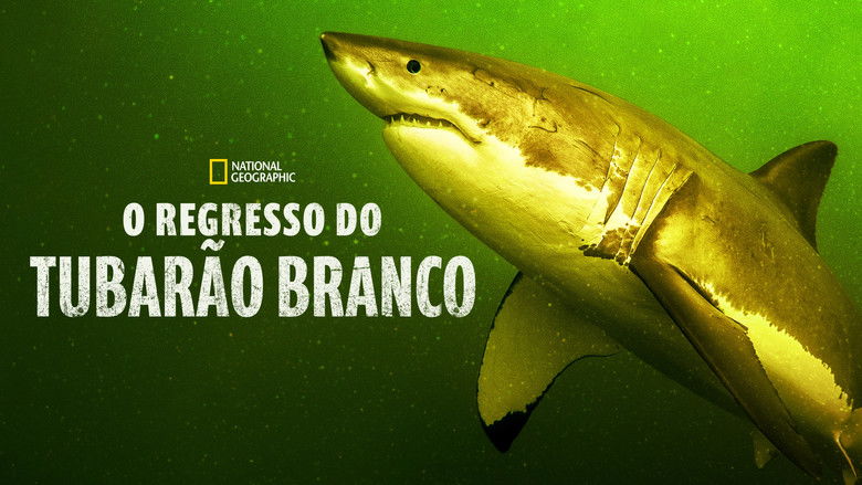 кадр из фильма Возвращение белой акулы