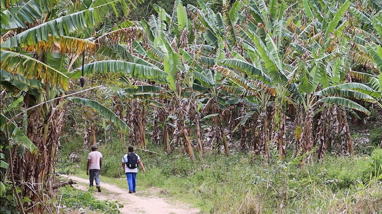 кадр из фильма De cativo a liberto: da usina ao assentamento
