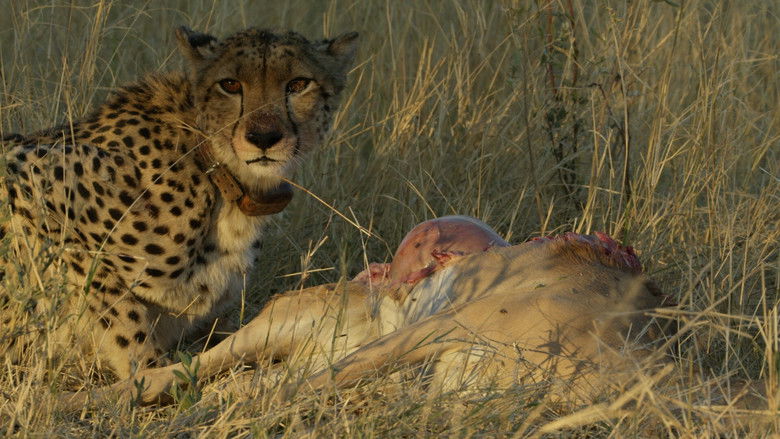 кадр из фильма Ultimate Rivals: Cats vs Dogs