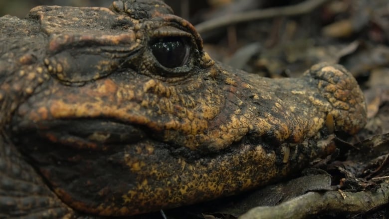 кадр из фильма Cave Crocs of Gabon