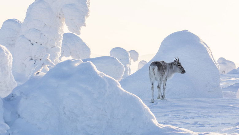 кадр из фильма Приключения оленёнка