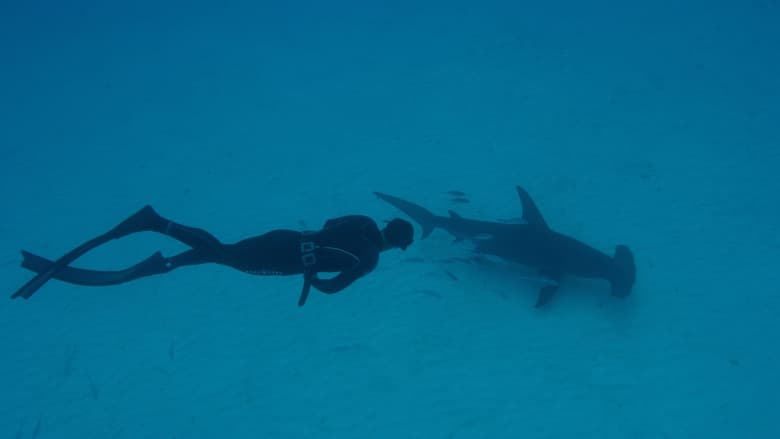кадр из фильма Shark School with Michael Phelps
