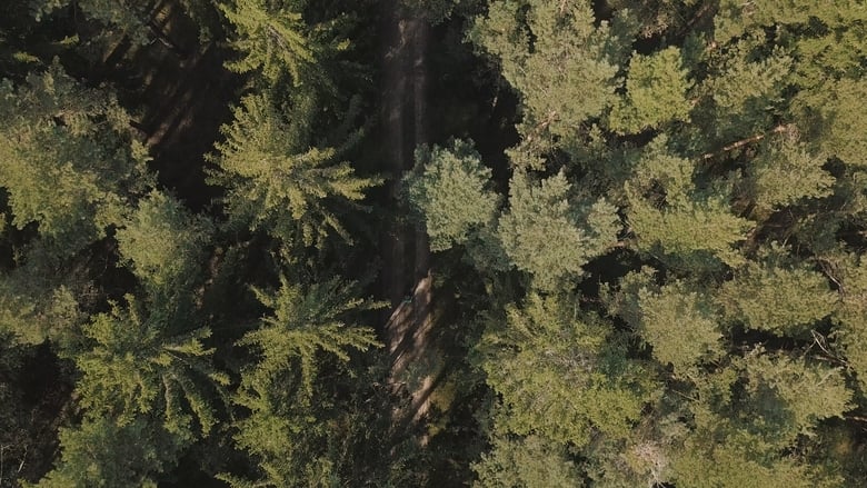 кадр из фильма Die Rückkehr der Wildkatze