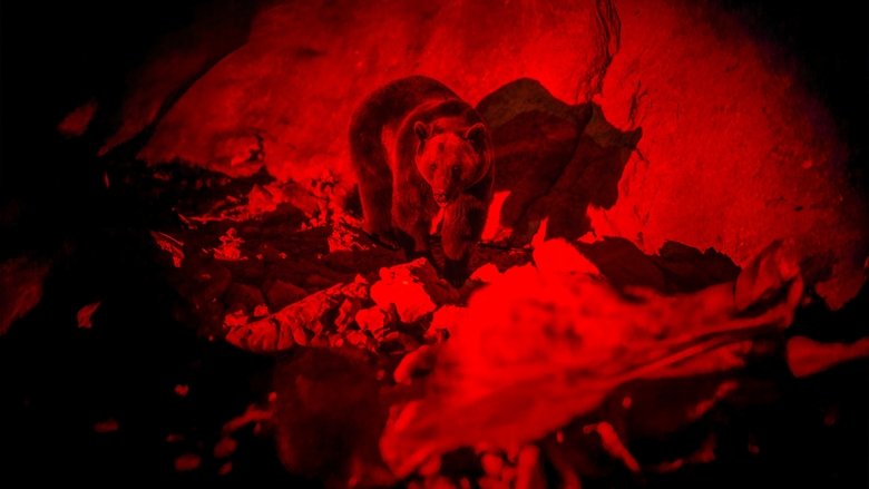 кадр из фильма Гризли