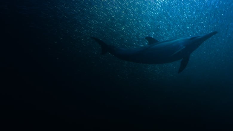 кадр из фильма Sardine Run, le plus grand festin de l'océan