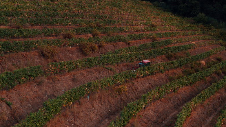 кадр из фильма A Wonderful Kingdom