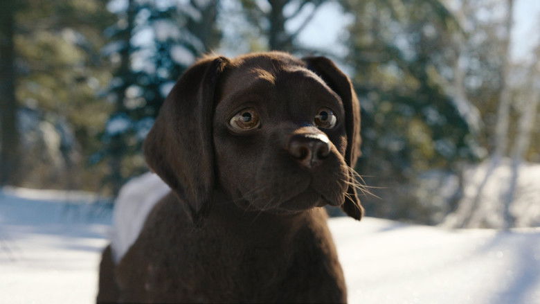 кадр из фильма Кот и пёс