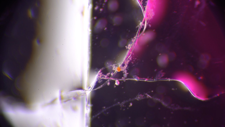 кадр из фильма EVEN MORE AMERICAN GRAFFITI