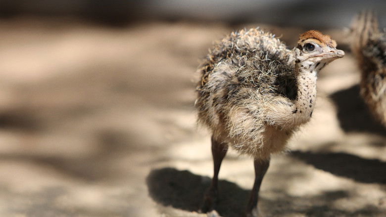 кадр из фильма Strangest Bird Alive