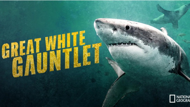 кадр из фильма Great White Gauntlet