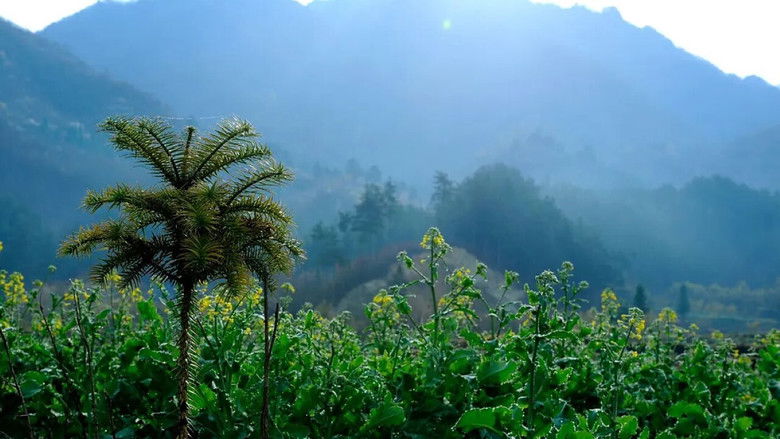 кадр из фильма The Orange Tree And The Boy