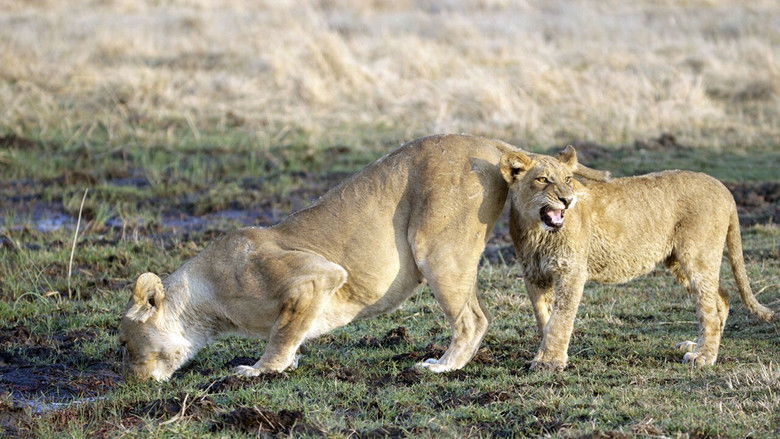 кадр из фильма Ultimate Rivals: Cats vs Dogs