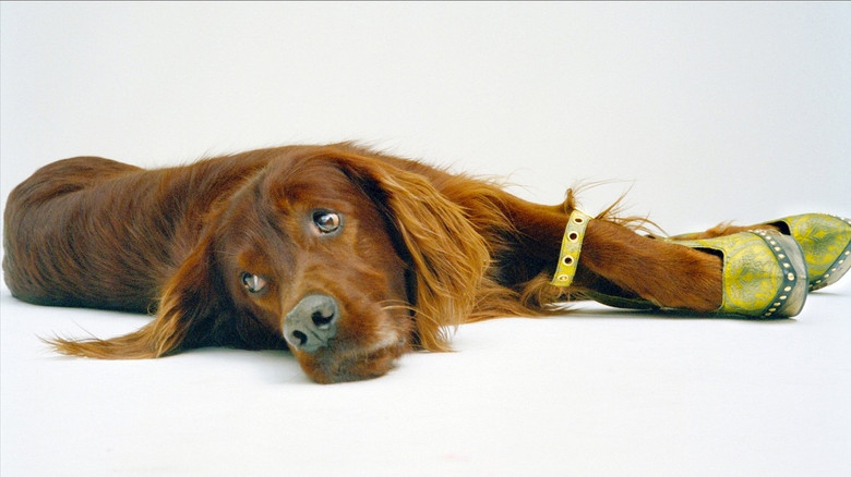 кадр из фильма DJ Punk – Der Fotograf Daniel Josefsohn