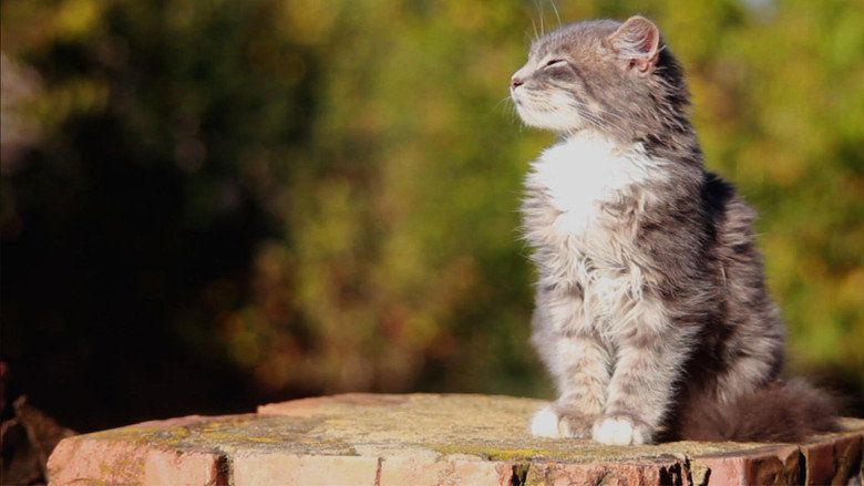 кадр из фильма Happy as a Cat