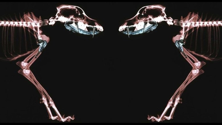 кадр из фильма Ротвейлер