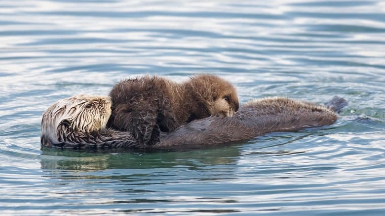 кадр из фильма Threatened: The Controversial Struggle of the Southern Sea Otter