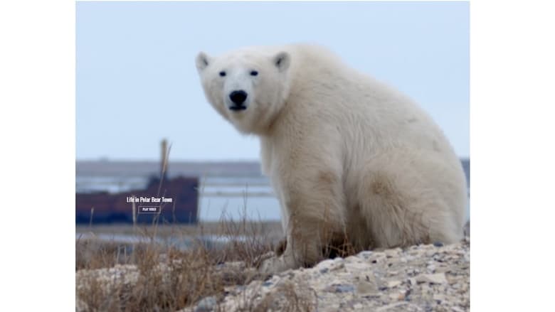 кадр из фильма Life in Polar Bear Town with Gordon Buchanan