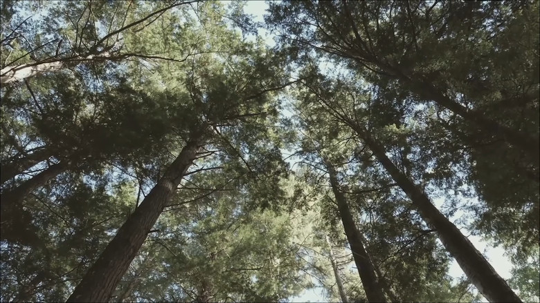 кадр из фильма אבודים ביער