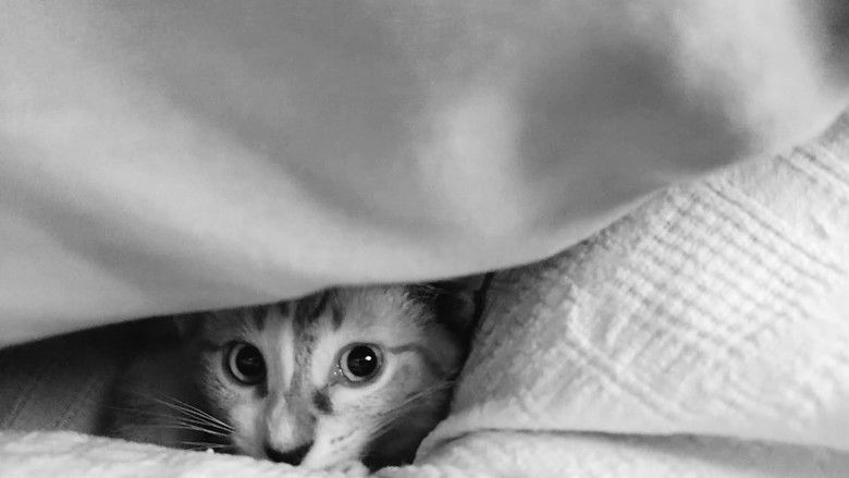 кадр из фильма Fúria AsSISSIna