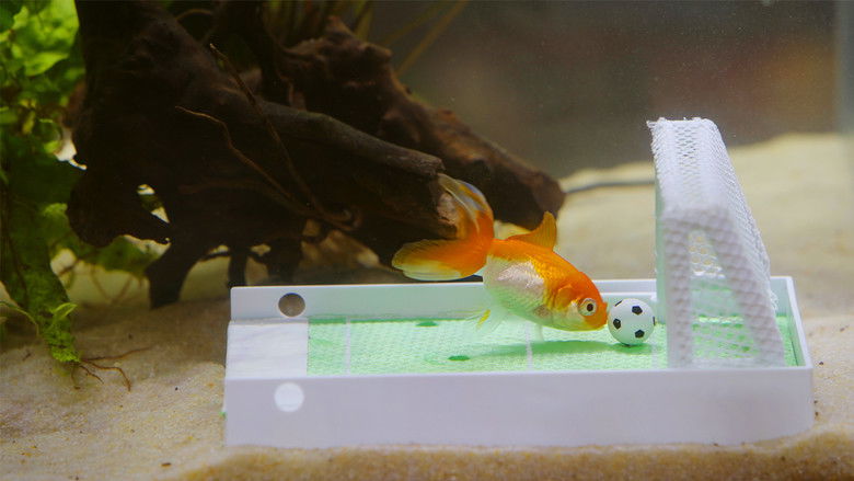 кадр из фильма Des poissons, pas si cons ?