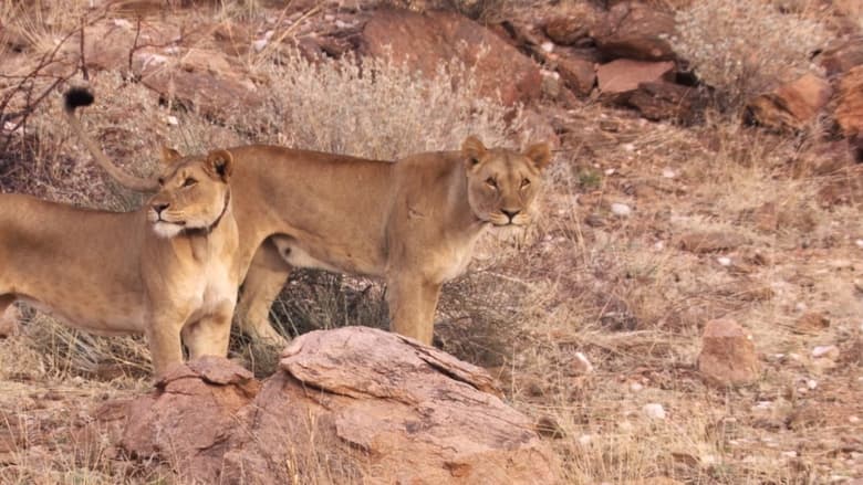 кадр из фильма Desert Lions