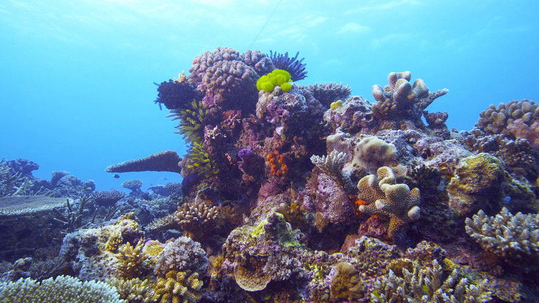 кадр из фильма Coraux, l'ultime métamorphose