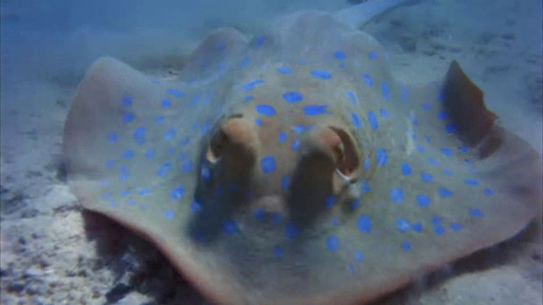 кадр из фильма Sea Creatures