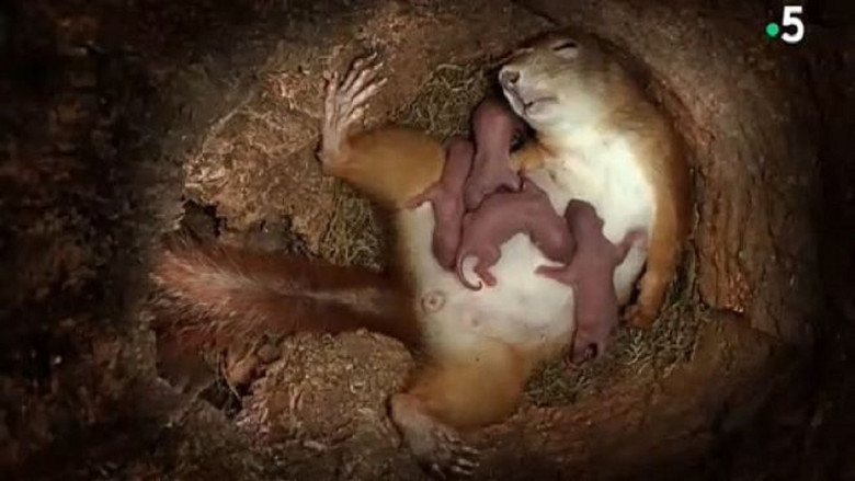 Chroniques du printemps