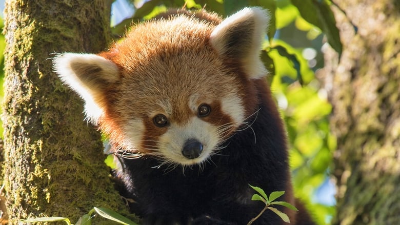 кадр из фильма Red Panda: World's Cutest Animal