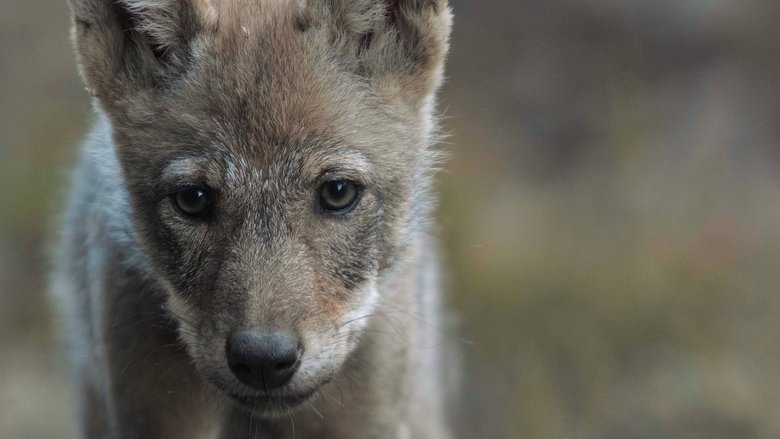 кадр из фильма Wolf