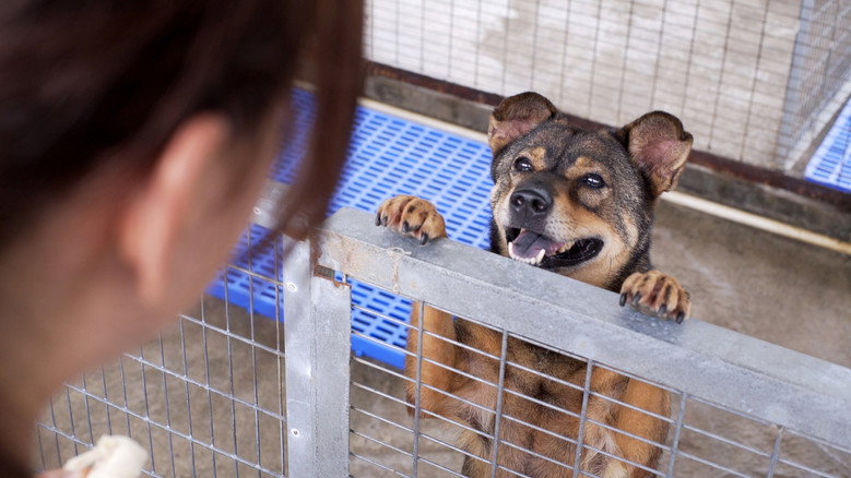 кадр из фильма 狗兒