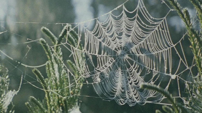 кадр из фильма Miške