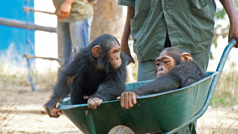 кадр из фильма Schimpansen im Kongo mit Jane Goodall