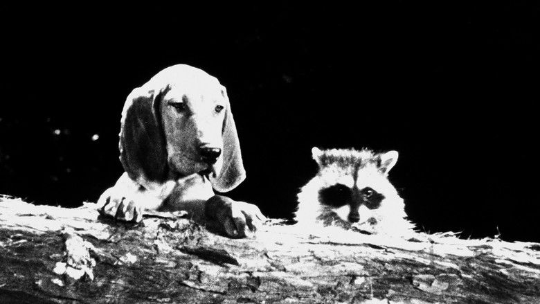 кадр из фильма The Hound That Thought He Was a Raccoon
