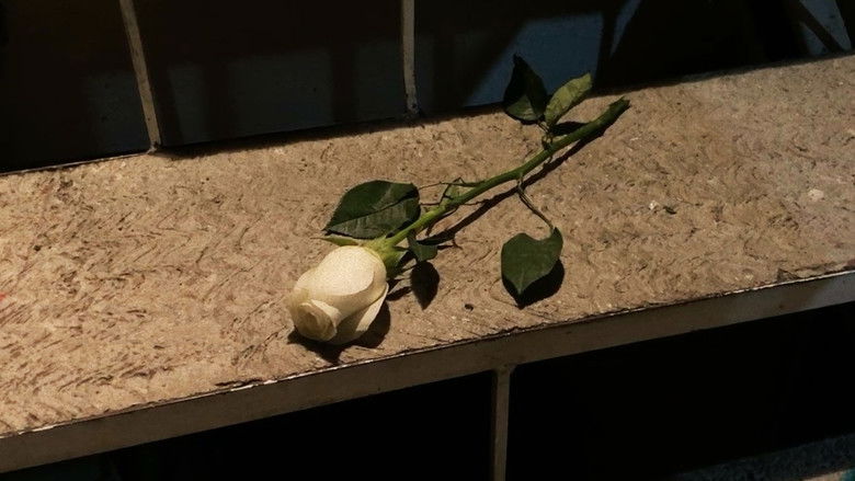 кадр из фильма El Rosado Encanto