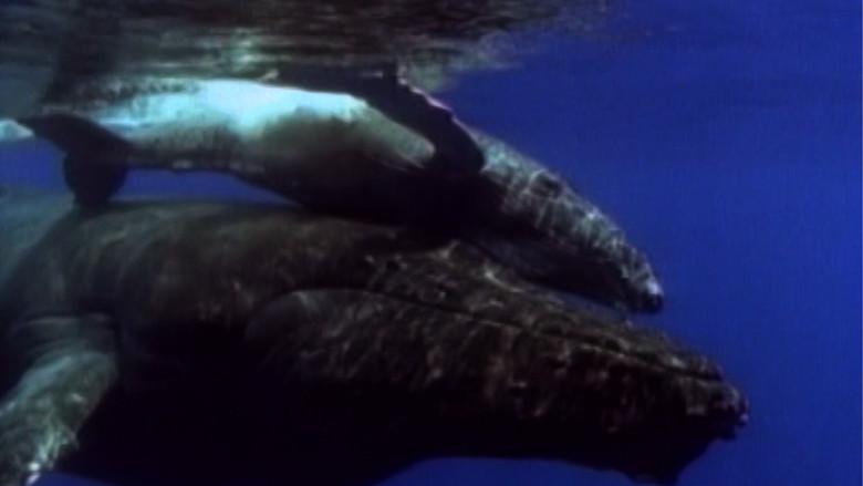 Reader's Digest Wildlife Symphony