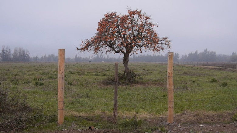 кадр из фильма El veterano