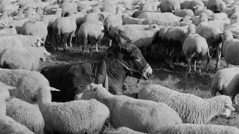 кадр из фильма Наудачу, Бальтазар