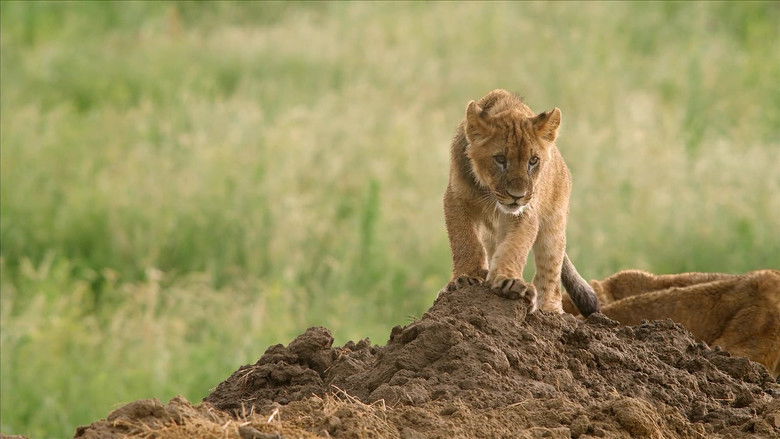 кадр из фильма Lion Ark