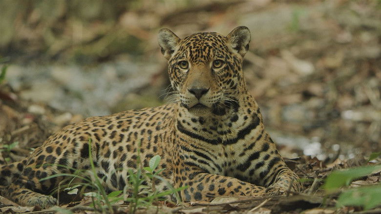 кадр из фильма Sur la piste du jaguar au Guyana