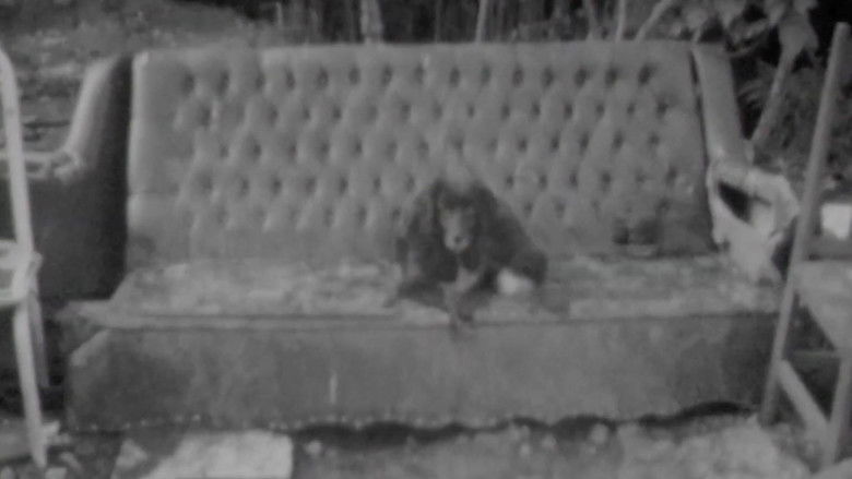 кадр из фильма Carrinho de Cão