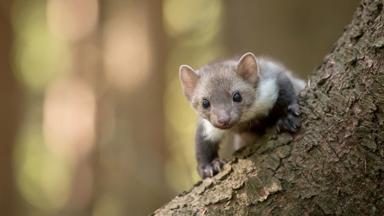 кадр из фильма Wild Tales From The Village