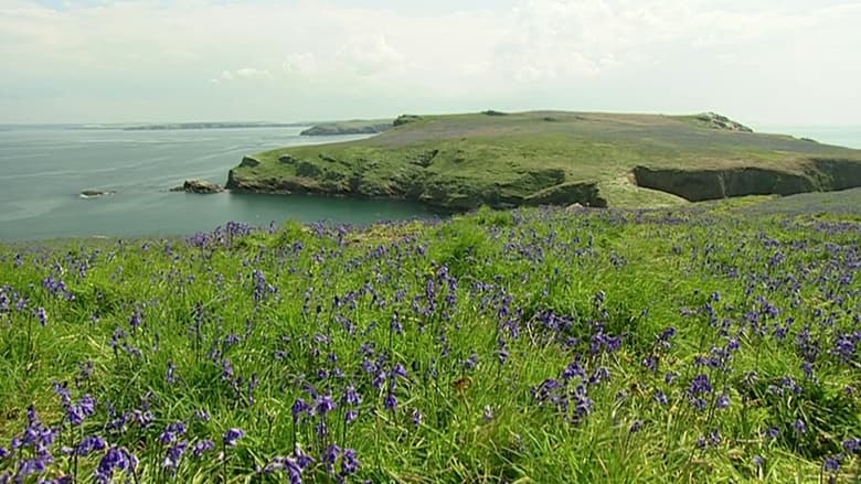 кадр из фильма The Rabbits of Skomer