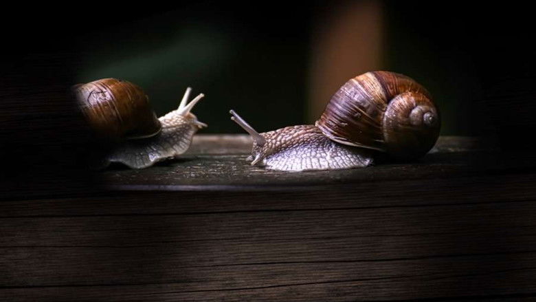 кадр из фильма Secret World of Mollusks