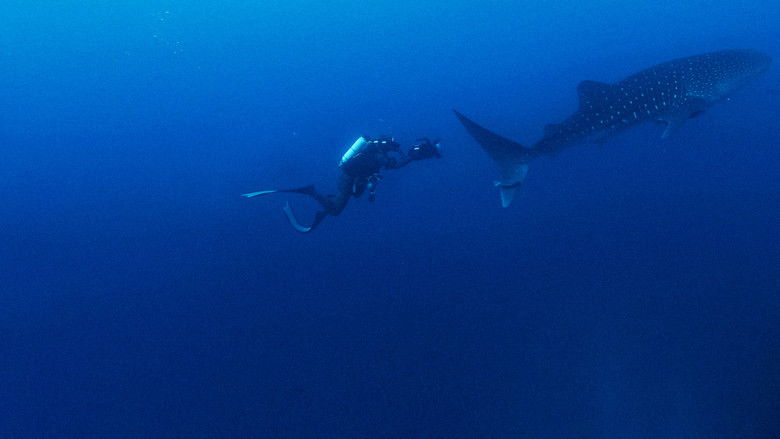 кадр из фильма Акулы И Луна. Удивительная Связь