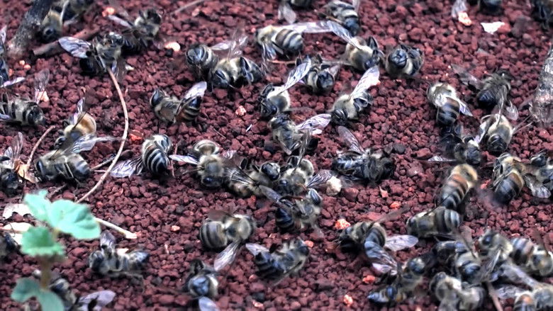 кадр из фильма ¿Qué les pasó a las abejas?