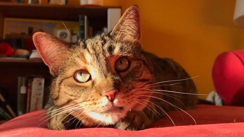 кадр из фильма Quarantine Cat Film Festival