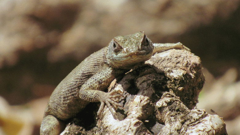 кадр из фильма Cidadão Calango